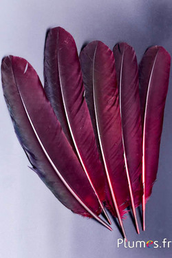 Pavone blu - 30-40 cm - arancioni -bruno